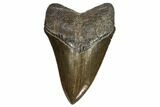Serrated, Fossil Megalodon Tooth - Georgia #107239-1